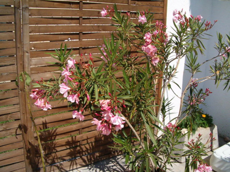 gallery/albums/1088150400/1093125656_800.jpg